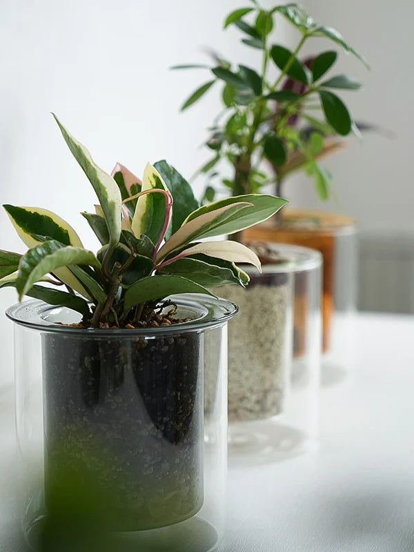 AXCIS,INC. | PINO Glass Planter