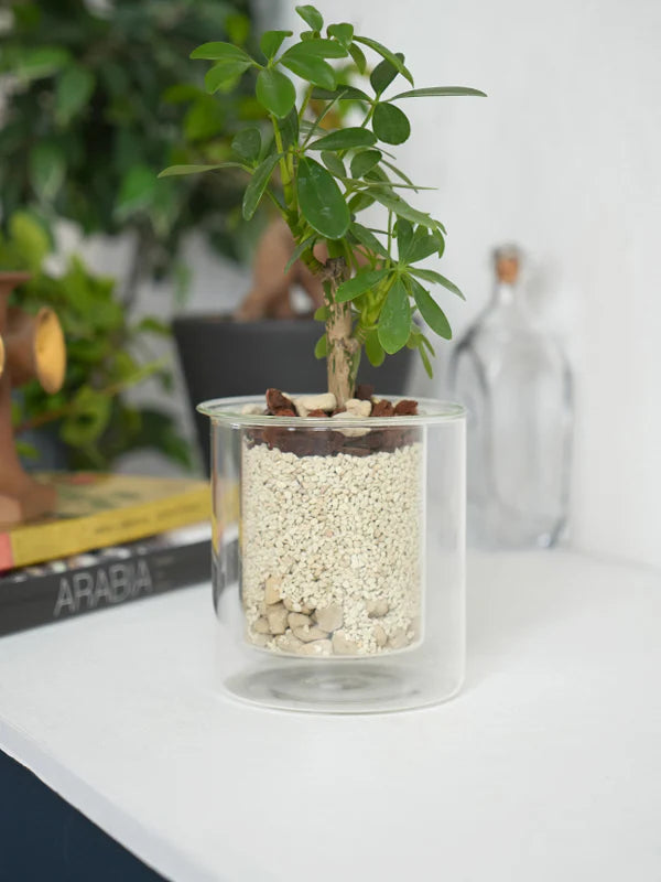 AXCIS,INC. | PINO Glass Planter