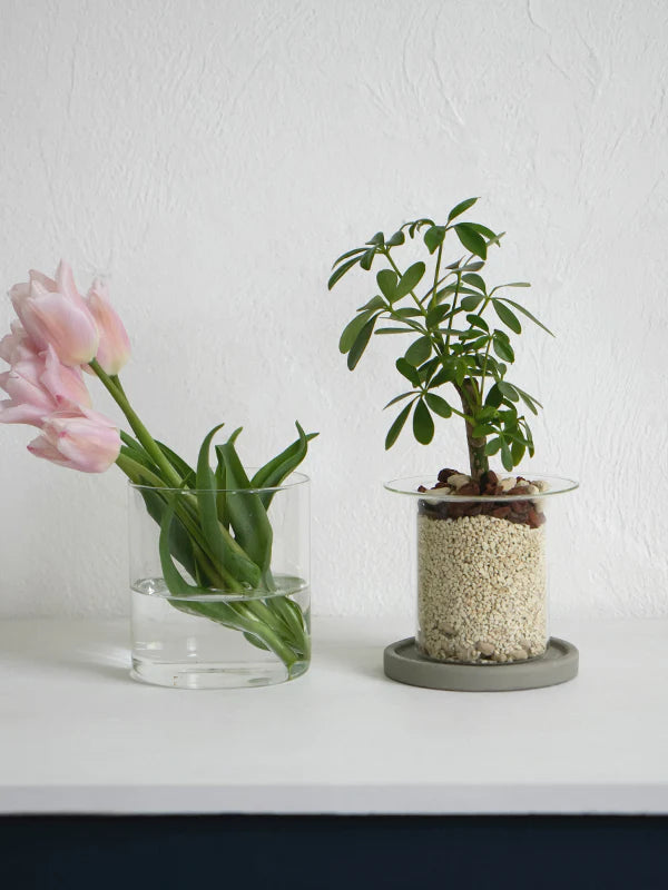 AXCIS,INC. | PINO Glass Planter